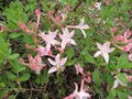 vignette Rhododendron peryclimenoides trs parfum au 29 04 09