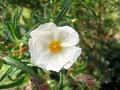 vignette Cistus monspeliensis