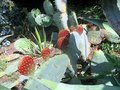 vignette Opuntia robusta