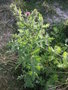 vignette Carduus tenuiflorus - Chardon  petits capitules