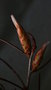 vignette callistemon pinifolius rouge
