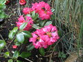 vignette rhododendron parterre ouest
