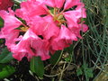 vignette rhododendron
