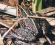 vignette Grenouille   ..Rana ridibunda, R. lessonae, R. esculenta (hybride des deux prcdentes) ou un hybride de deuxime ou de troisime gnration, ???? merci  Pierre