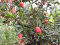 vignette Crinodendron Hookerianum au 01 05 09