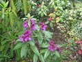 vignette Rhododendron purple splendour, Revlon et Saphanator au 01 05 09