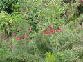 vignette grevillea rosmarinifolia au 01 05 09