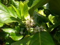 vignette Ilex platyphylla, houx  larges feuilles