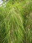 vignette Otatae acuminata ssp aztecorum, bambou pleureur, Mexican weeping bamboo