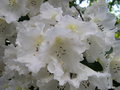 vignette Rhododendron blanc pur