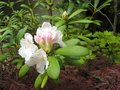 vignette Rhododendron yakushimanum  Silber Wolke au 01 05 09
