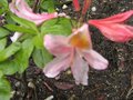vignette Rhododendron delicatissimum trs parfum  au 01 05 09