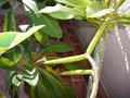 vignette pods plumeria bientt  maturit