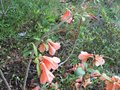 vignette Rhododendron cinnabarinum encore en fleur au 01 05 09