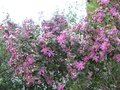 vignette Olearia phlogoppapa combers pink au 01 05 09