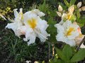 vignette Rhododendron Mount Rainier gros plan trs parfum  au 01 05 09