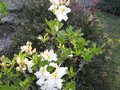 vignette Rhododendron Mount Rainier trs parfum au 01 05 09