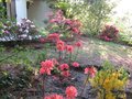 vignette Scene de rhododendrons1 sous ma terrasse nord au 01 05 09