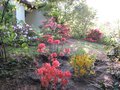 vignette Scene de rhododendrons2 sous ma terrasse nord au 01 05 09