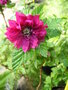 vignette Rubus spectabilis 'Flore Plena'