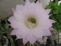 vignette echinopsis oxygona superbe fleur rose pale