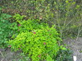 vignette rubus spectabilis plena