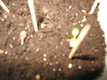 vignette semis de rhubarbe geante du 20 04 09