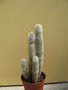 vignette cleistocactus  strarisil