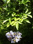 vignette Solanum seaforthianum