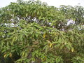 vignette Solanum mauritianum