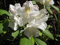 vignette Rhododendron yakushimanum Silberwolke au 03 05 09