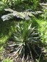 vignette Yucca aloifolia