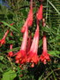 vignette Fuchsia vulcanica