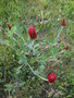 vignette Trifolium incarnatum - Trfle incarnat ou Trfle du Roussillon