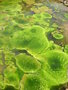 vignette Algues vertes dans mare