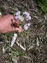 vignette Allium roseum - Ail rose