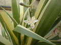 vignette iris tectorum variegata