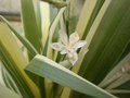 vignette iris tectorum variegata