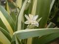 vignette iris tectorum variegata