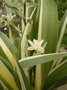 vignette iris tectorum variegata