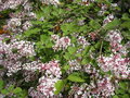 vignette syringa microphylla