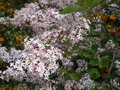 vignette syringa microphylla