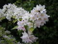 vignette deutzia