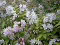 vignette deutzia