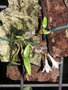 vignette Dendrobium hasseltii