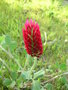 vignette Trifolium incarnatum - Trfle incarnat ou Trfle du Roussillon