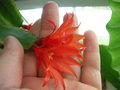 vignette Hatiora = Rhipsalidopsis rouge clair retombant