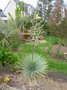 vignette Yucca rostrata, mon jardin