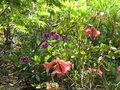 vignette Rhododendrons cinnabarinum revlon et purple splendour au 04 05 09