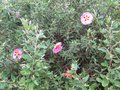 vignette Cistus purpureus  et grevillea victoriae miquelliana toujours la au 04 05 09